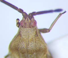 Catoplatus distinctus