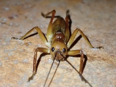 Melanonotus powellorum