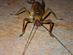 Melanonotus powellorum