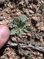 Anisocoma acaulis