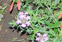 Glandularia chiricahensis