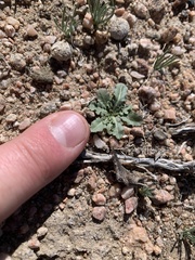 Anisocoma acaulis