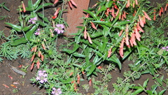 Glandularia chiricahensis