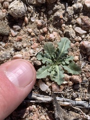 Anisocoma acaulis