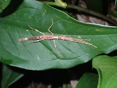 Xylospinodes
