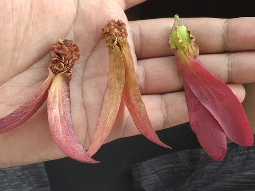 Dipterocarpus intricatus (Dipterocarpus intricatus)