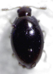 Ephistemus globulus