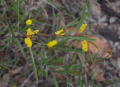 Acacia whitei