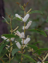 Acacia calyculata