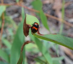 Ditropidus pulchellus