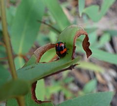 Ditropidus pulchellus