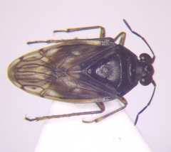 Saldula palustris