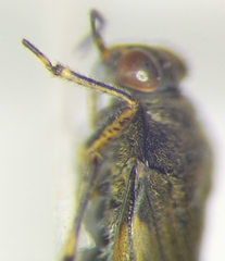 Saldula palustris