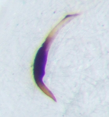 Saldula palustris