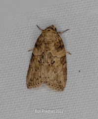 Garella