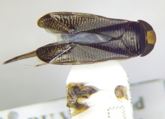 Hesperocorixa linnaei
