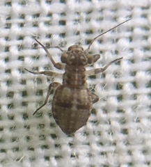 Mesopsocus