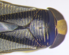 Hesperocorixa linnaei