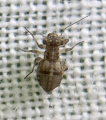 Mesopsocus