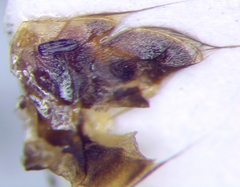 Hesperocorixa linnaei