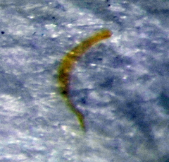 Hesperocorixa linnaei