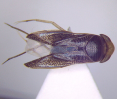 Sigara lateralis