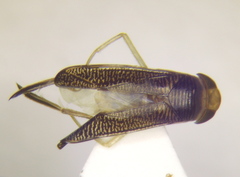 Sigara striata