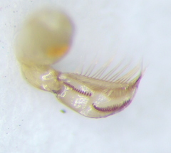 Sigara striata