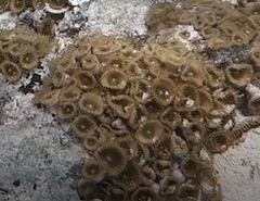 Palythoa grandiflora