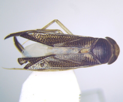 Sigara striata