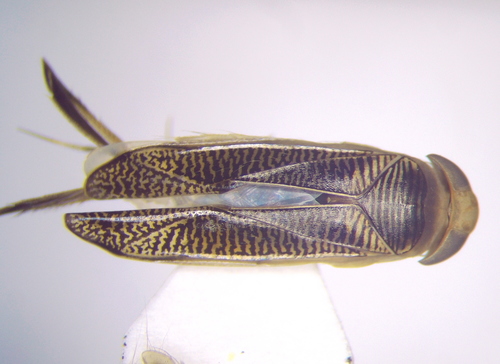 Sigara falleni