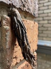 Metura elongatus