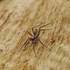 Agelenidae