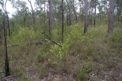 Acacia calyculata