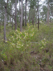 Acacia calyculata