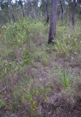 Acacia calyculata