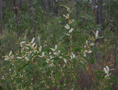 Acacia calyculata
