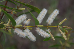 Acacia calyculata