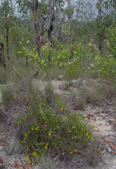 Acacia calyculata