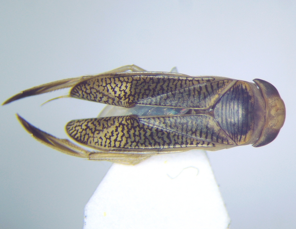 Paracorixa concinna