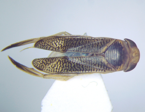 Paracorixa concinna