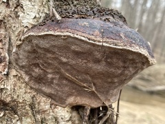 Phellinus pomaceoides