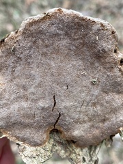 Phellinus pomaceoides