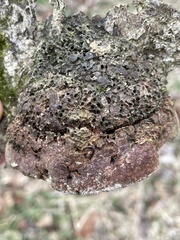 Phellinus pomaceoides