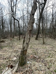 Phellinus pomaceoides