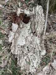 Phellinus pomaceoides