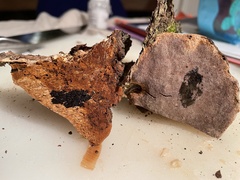 Phellinus pomaceoides