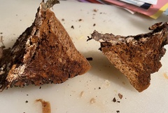 Phellinus pomaceoides