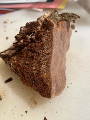 Phellinus pomaceoides