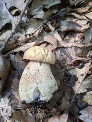 Boletus nobilissimus